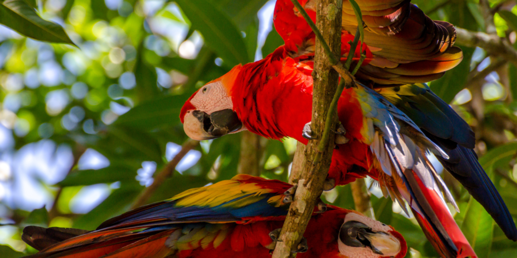 Wildlife and Nature in Costa Rica